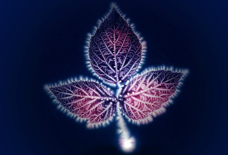 Аура растения