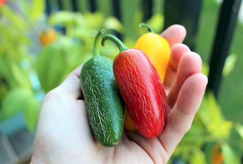 Быстро похудеть поможет острый перец