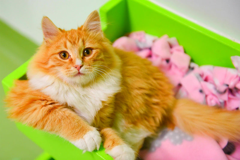 Чипирование животных