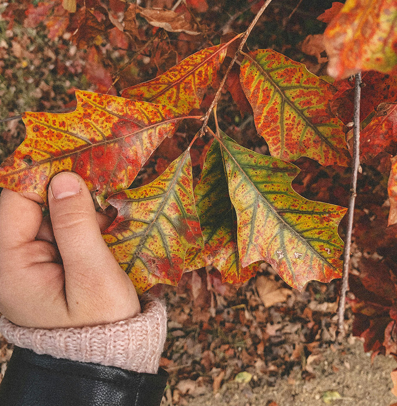 Дуб, символ Мабона