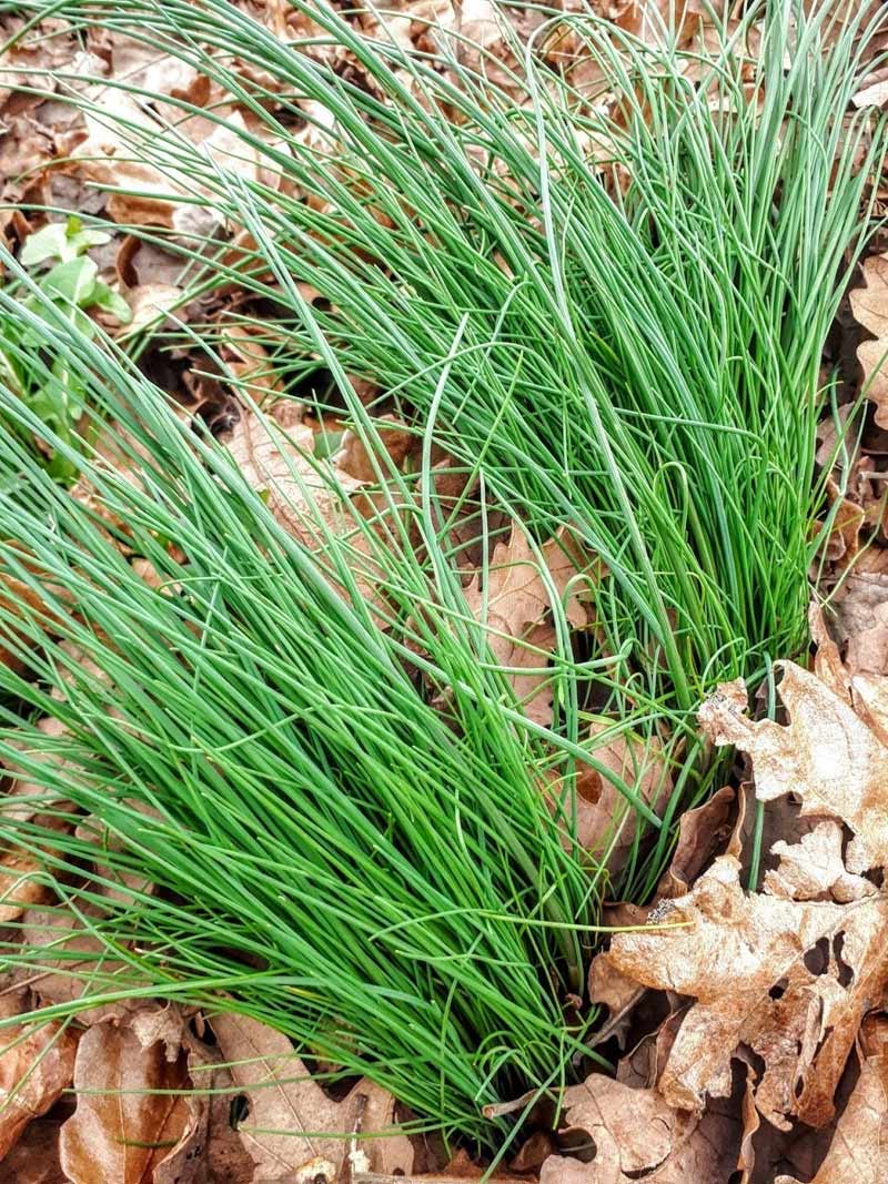 Дикая весенняя зелень — дикий лук 