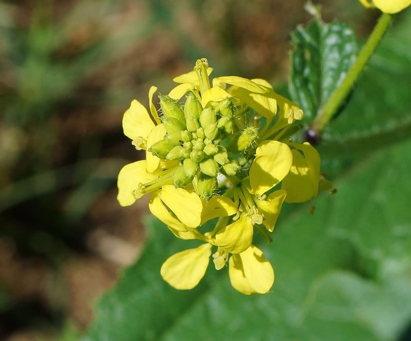 Зелень дикой горчицы