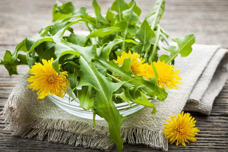 Дикая весенняя зелень — одуванчики