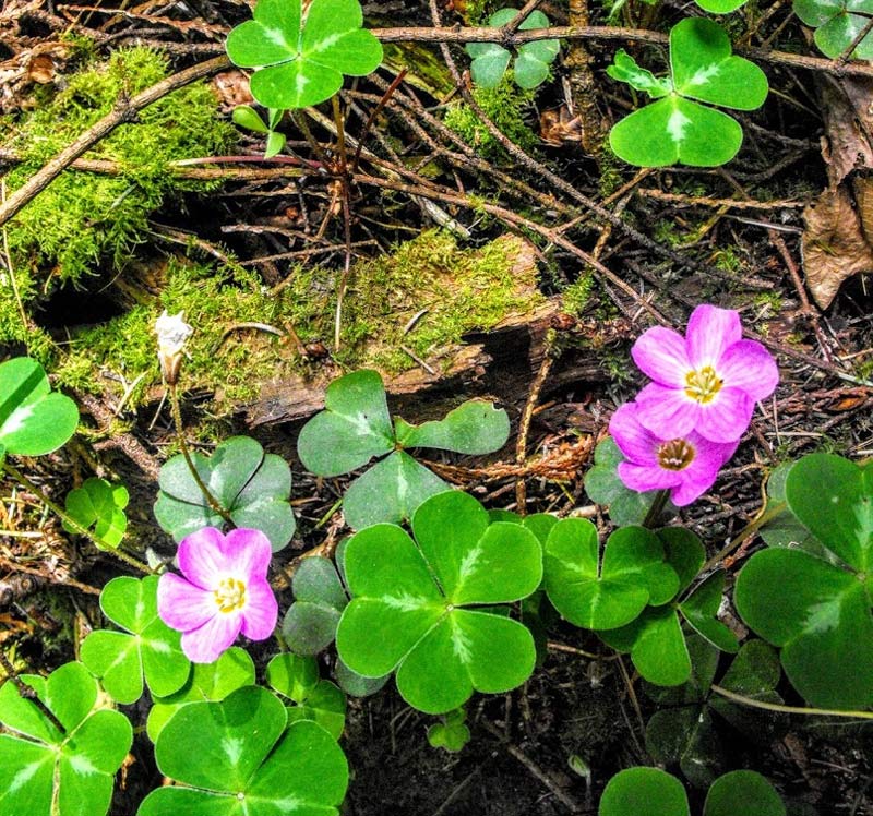 Дикая весенняя зелень — древесный щавель