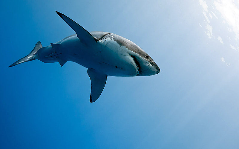 Экстремальный отдых в Кейптауне