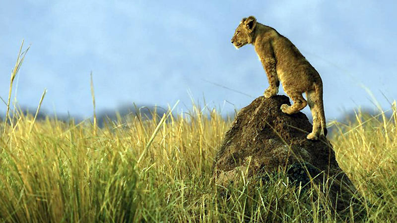 Экстремальное сафари в Африке