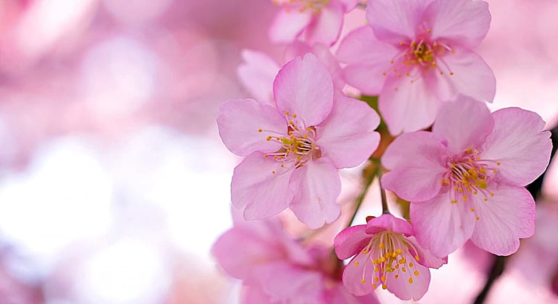 Фестиваль сакуры в марте в Японии