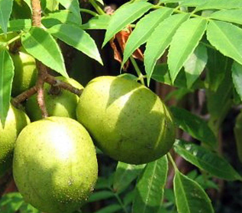 Тропические фрукты Индии — Амбарелла