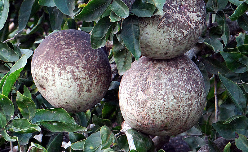 Тропические фрукты Индии — Баиль