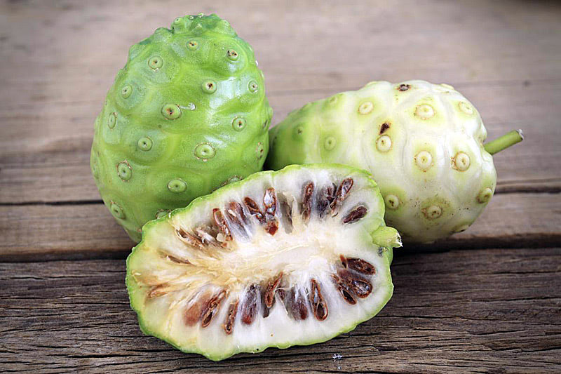 Тропические фрукты Индии — Нони