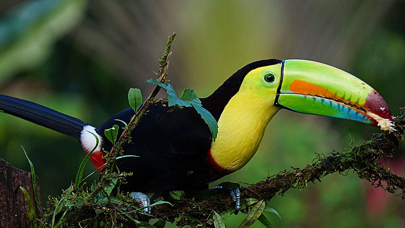 Где туристу хорошо? Коста-Рика