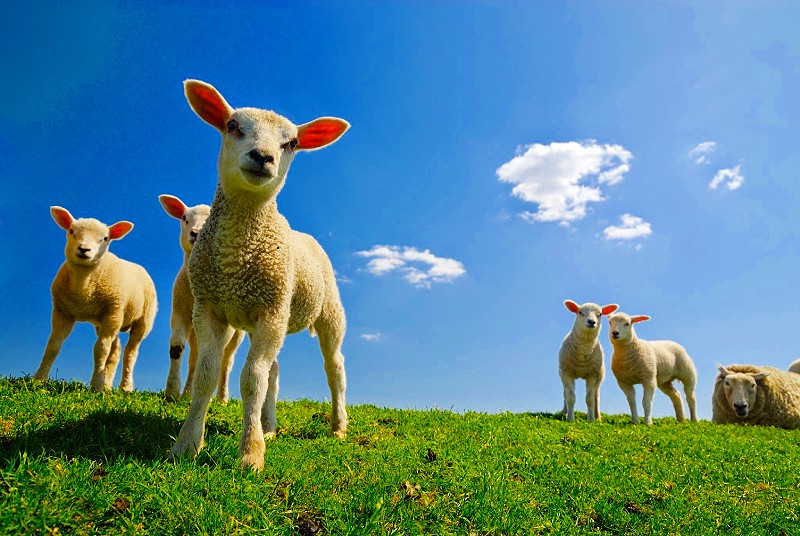 Первое овечье молоко: ритуал