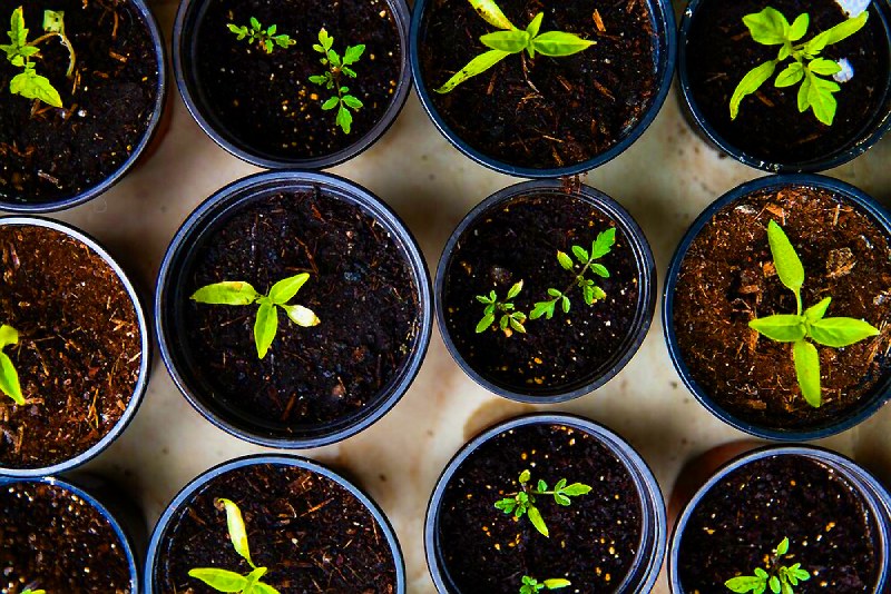 Имболк и символика