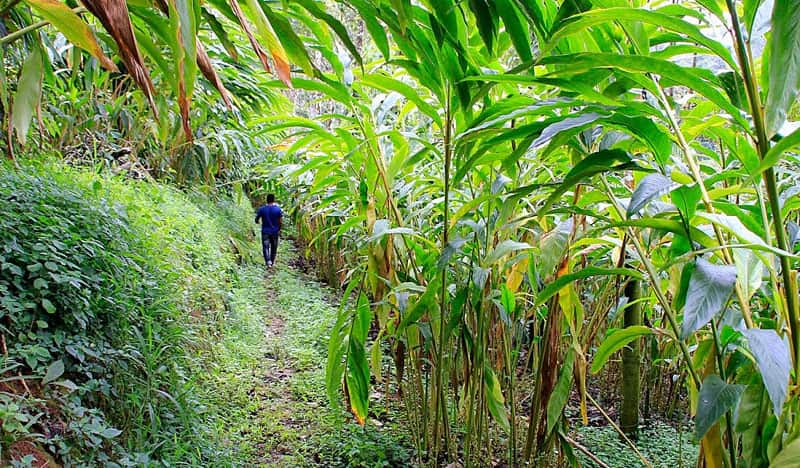 Плантация индийской специи