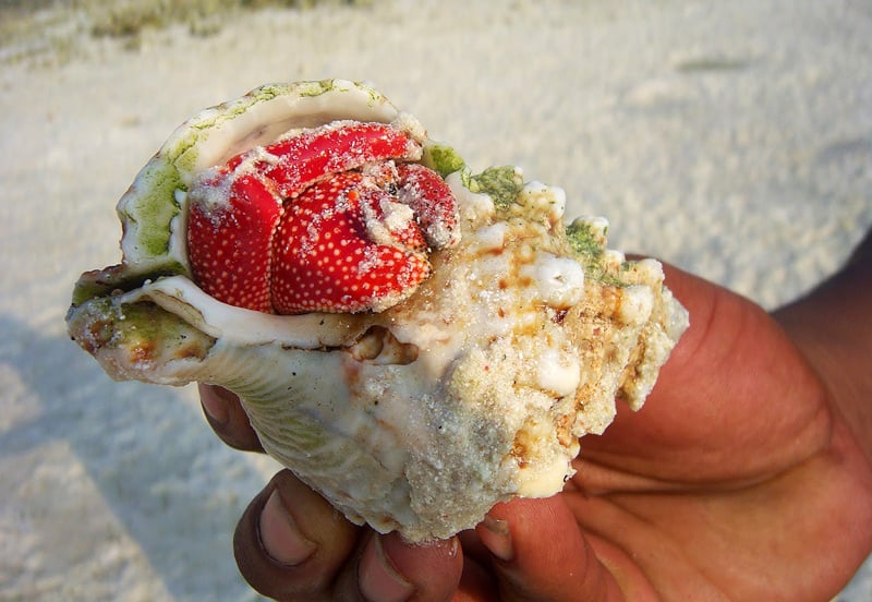 Берег индийского острова