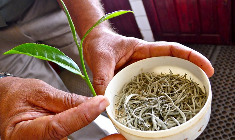 Листья индийского чая