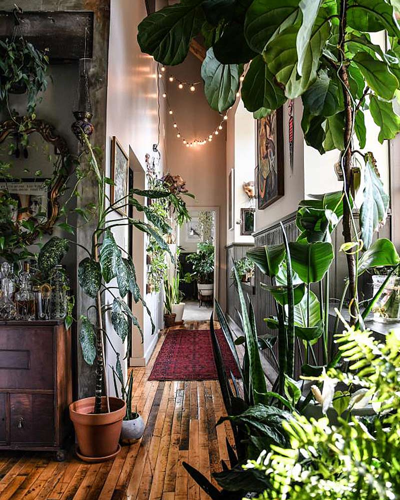 Интерьер в стиле хиппи — комнатные растения