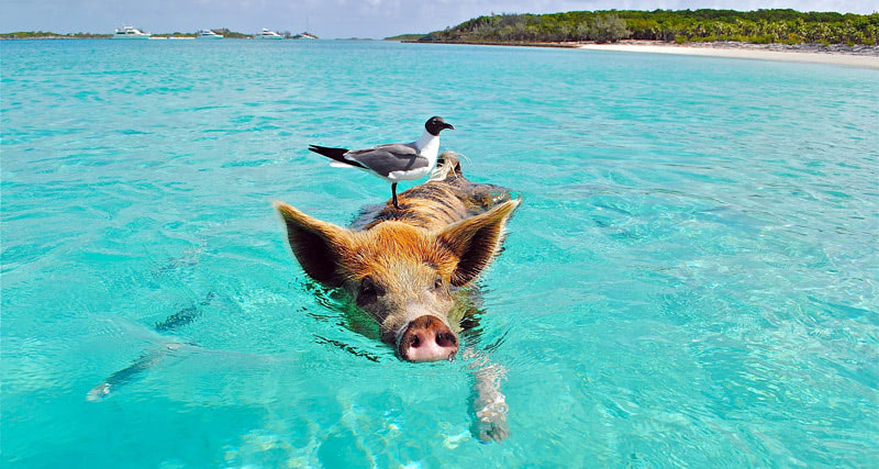 Багамы — самые счастливые свинки