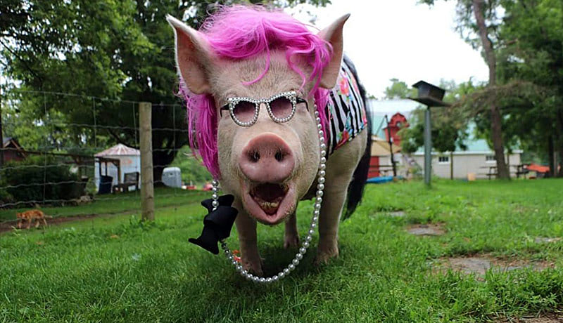 Самая популярная свинья Эстер