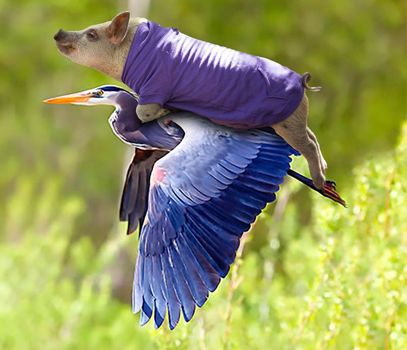 Самый известный свин Жамон