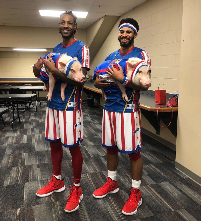 Самые известные свиньи Инстаграм