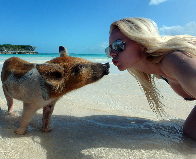 Самые счастливые свиньи на Багамах