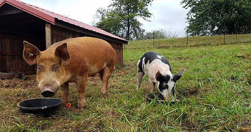 Самые известные свинки Кэссиди и Санденс