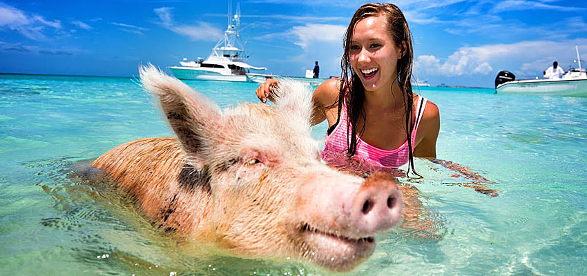 Самые известные свиньи планеты