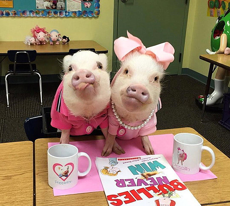 Самые известные свиньи соцсетей