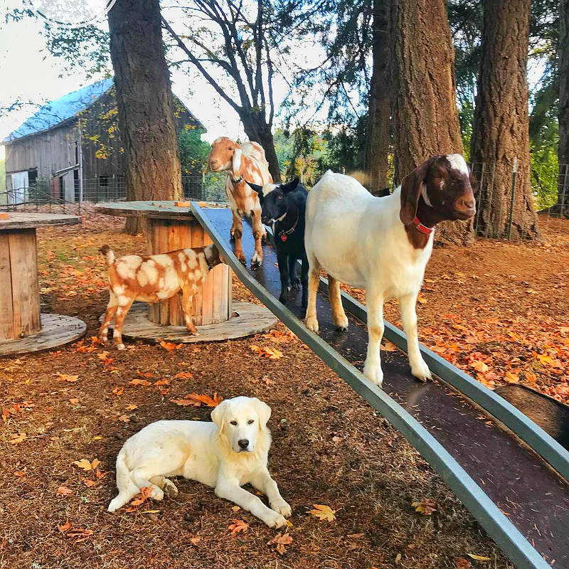Йога с домашними животными