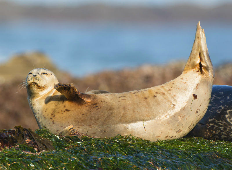 Йога с животными: морские котики