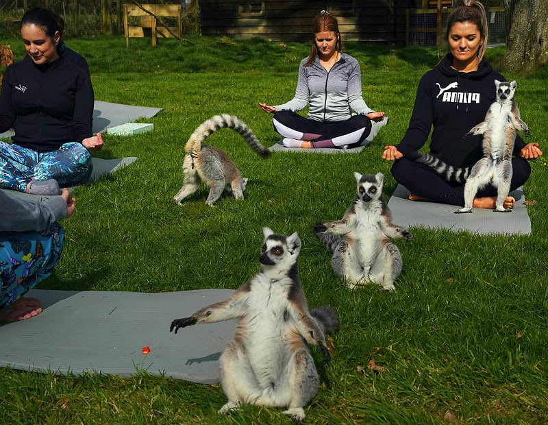 Животные и йога