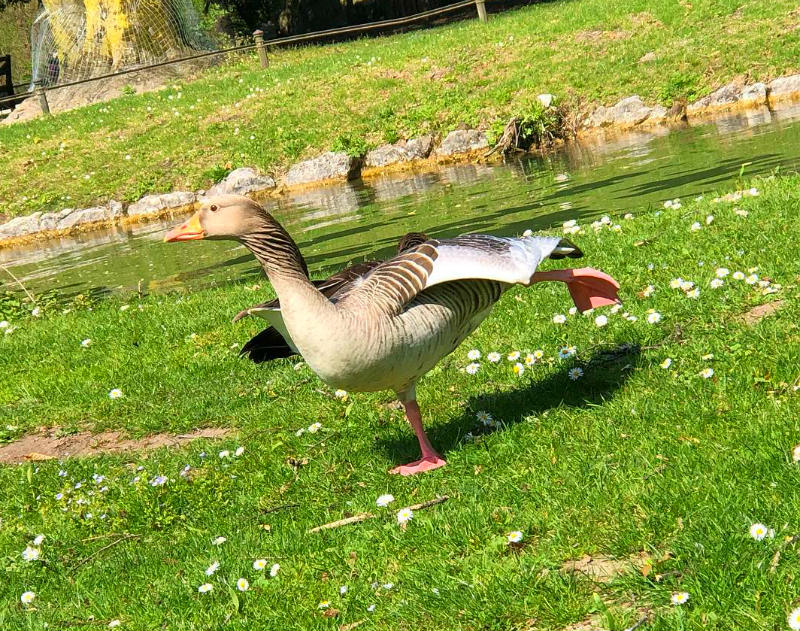 Йога и животные