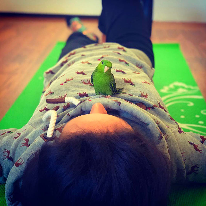 Популярная йога с животными