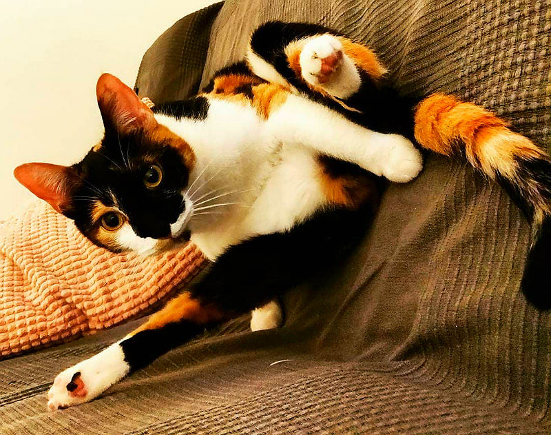 Йога с котами