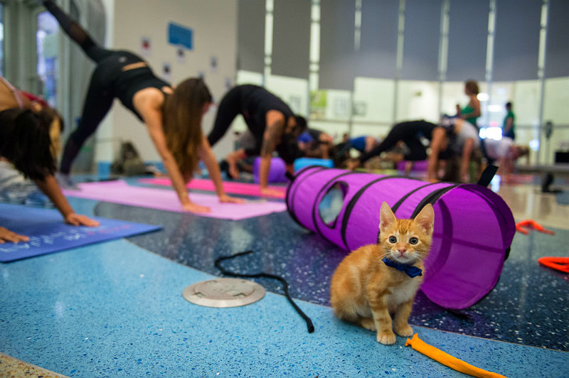 Кошка и йога