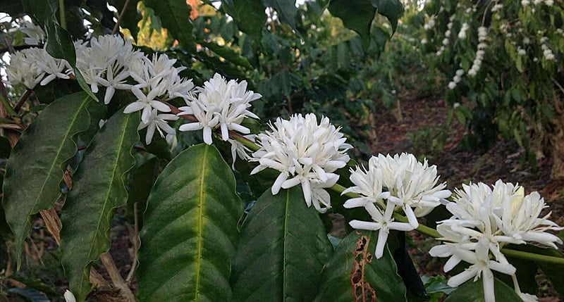 Цветение кофейного куста