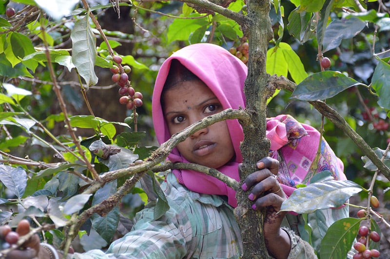 Сбор кофе в Индии