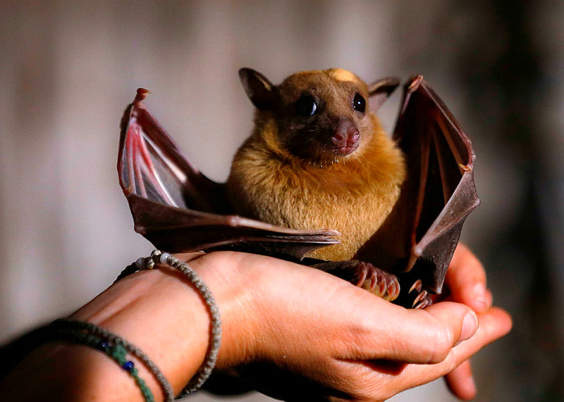 Летучие мыши и коронавирус