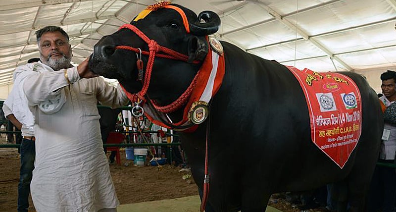 Бык Юврадж — дойная корова для своего хозяина