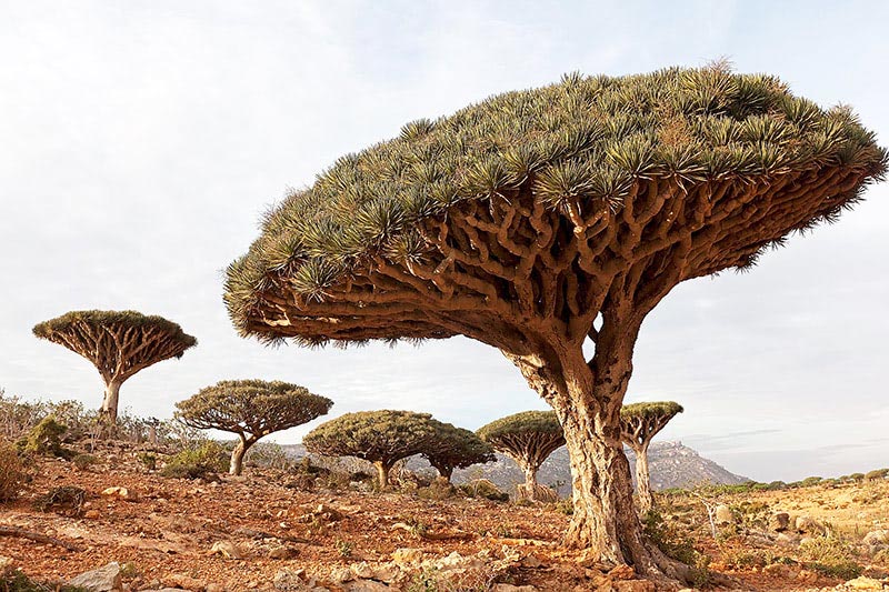 Кровь дракона