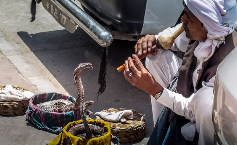 Укротитель змей в Индии