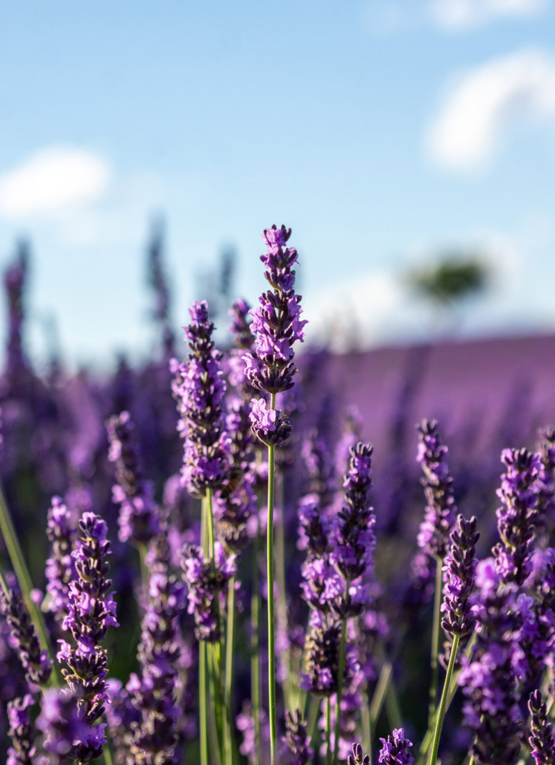 Польза применения лаванды