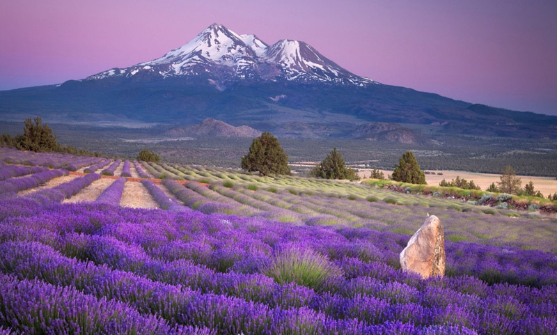 Поля лаванды
