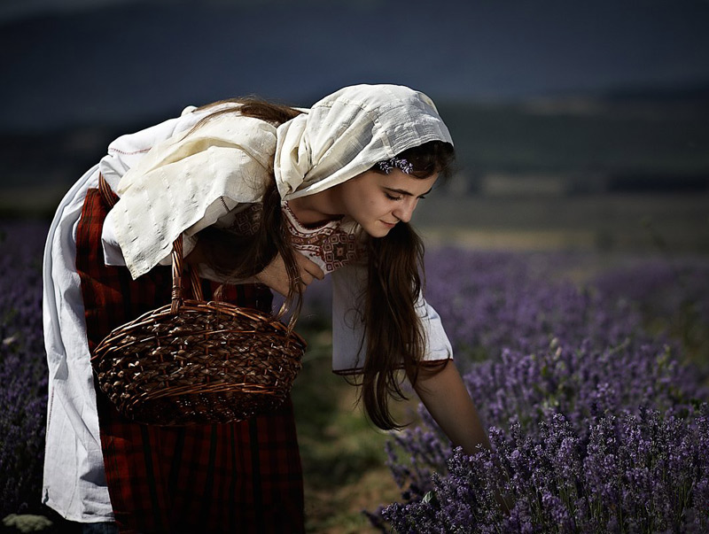 Сбор лаванды