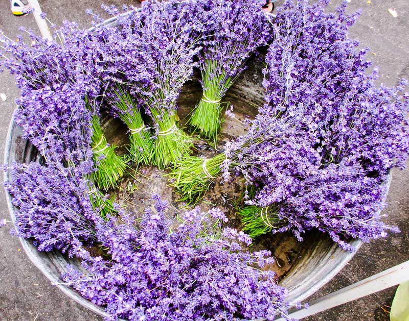 Лаванда в Аюрведе