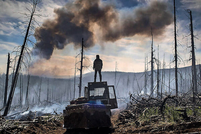 Почему горит лес в России?