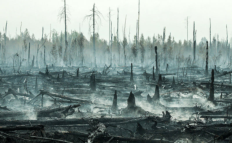 Горит лес в России