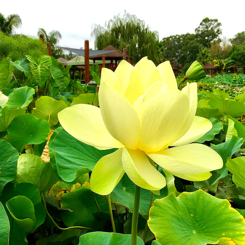 Символы лотоса