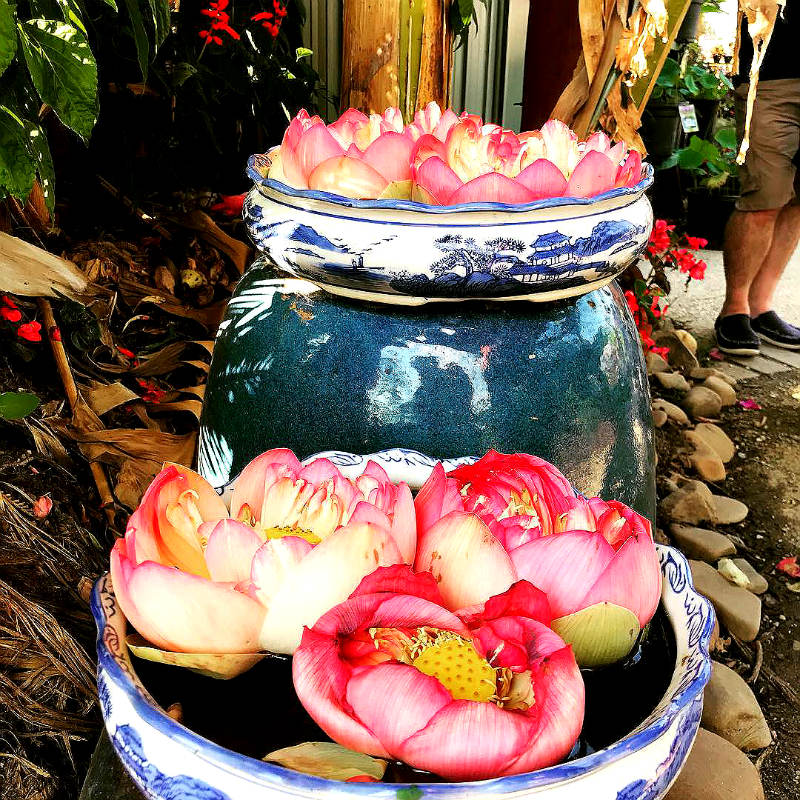 Фото цветка лотос